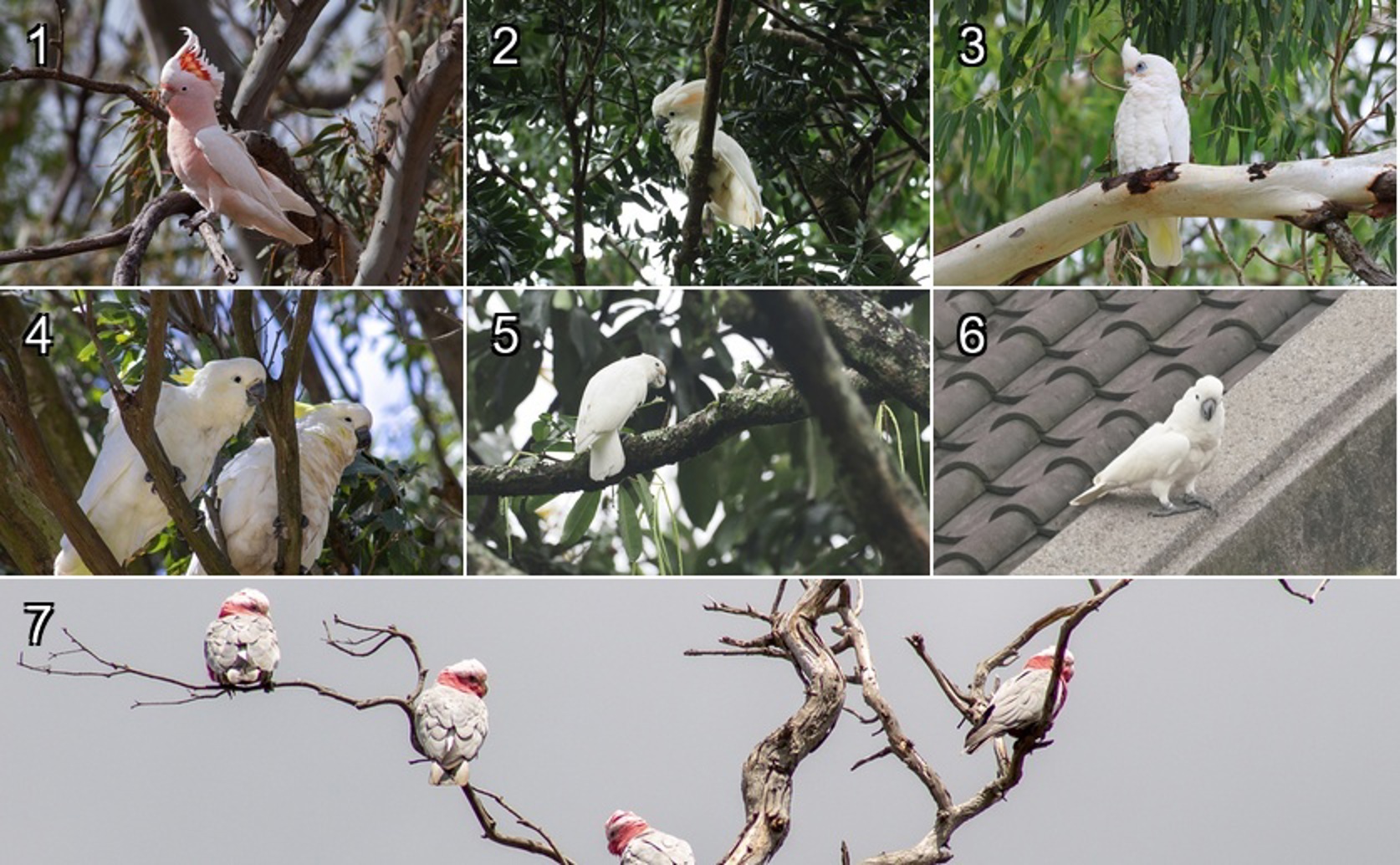 Dance Behaviour In Cockatoos: What It Tells Us About Thinking and Well-Being