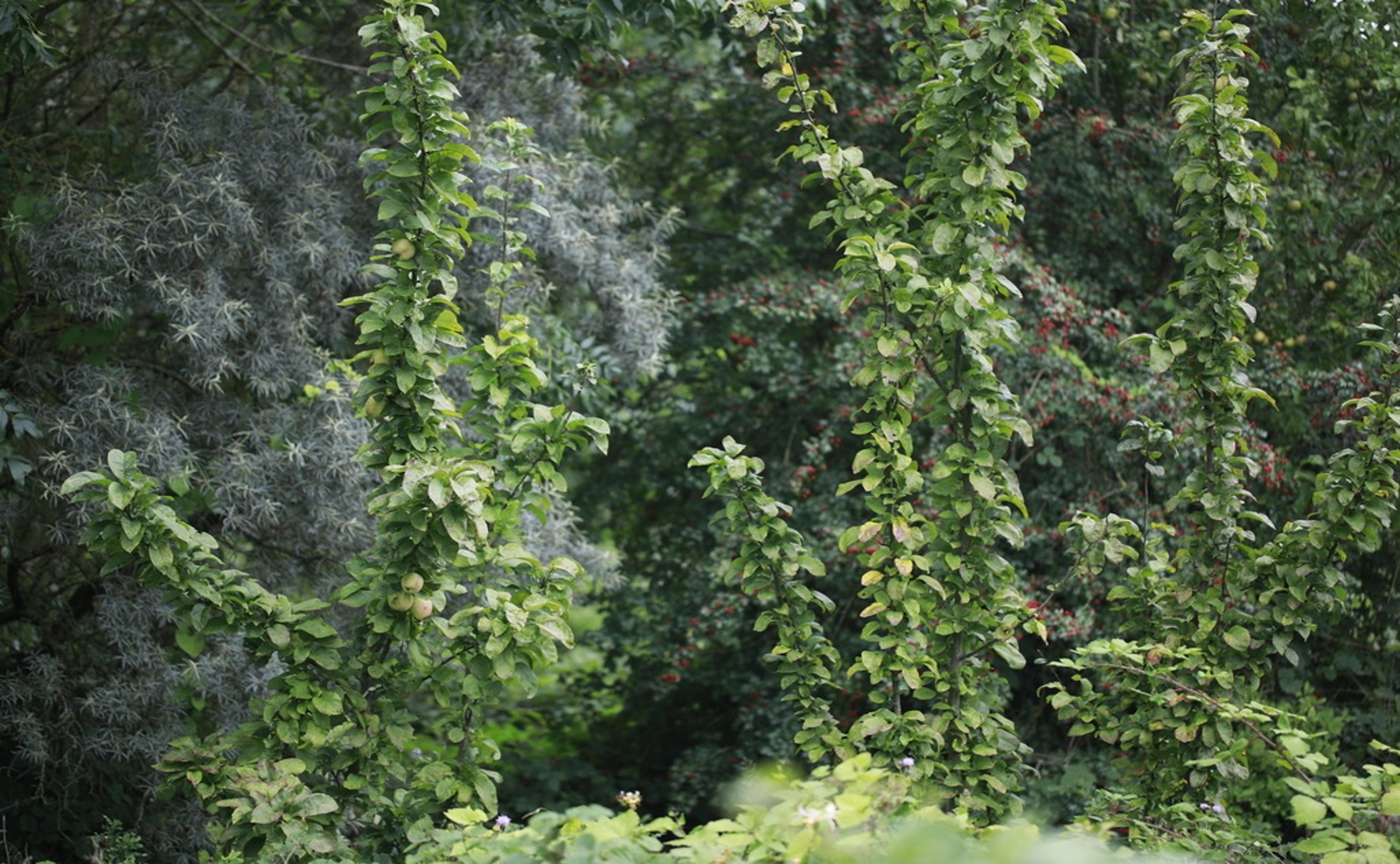 How Ground Care Quickly Affects Young Apple Tree Growth and Soil Health