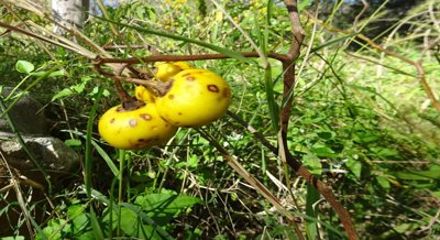 Using Models To Predict Bigger Potato Harvests