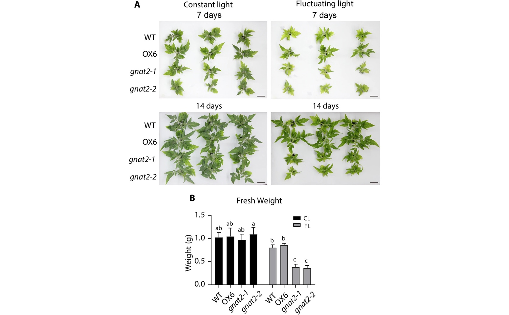Tomato Plants: An Energy Switch for Light Adaptation