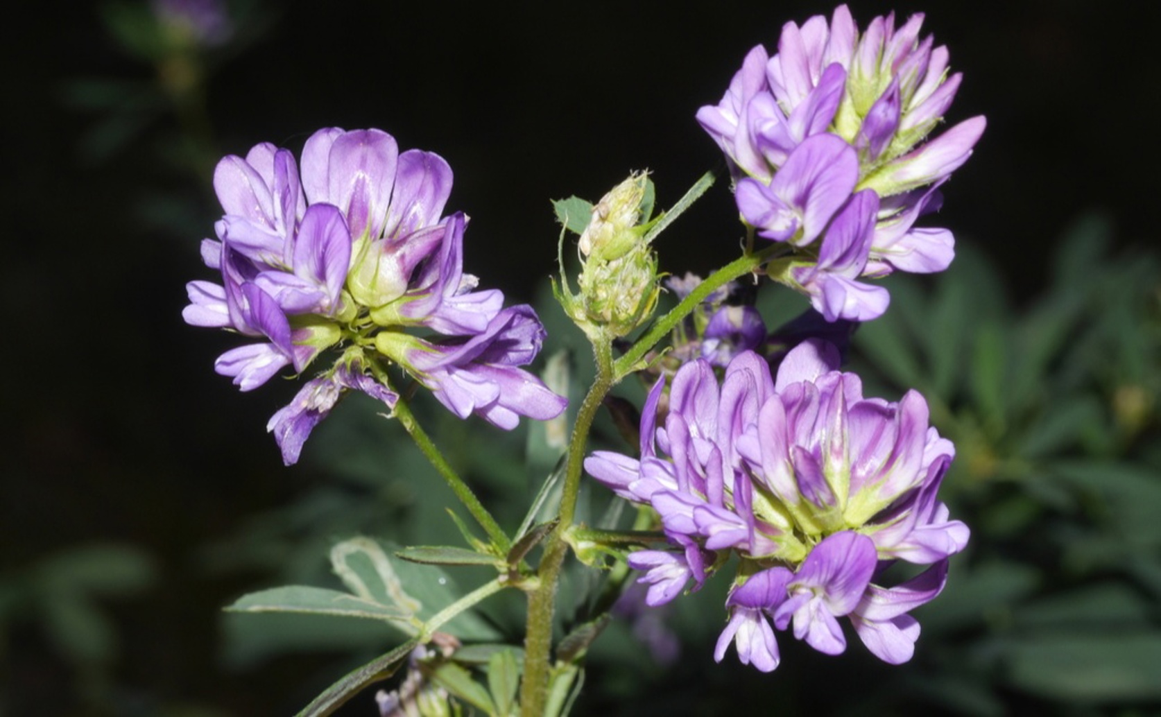 Unlocking Alfalfa's Genetic Resistance To Anthracnose