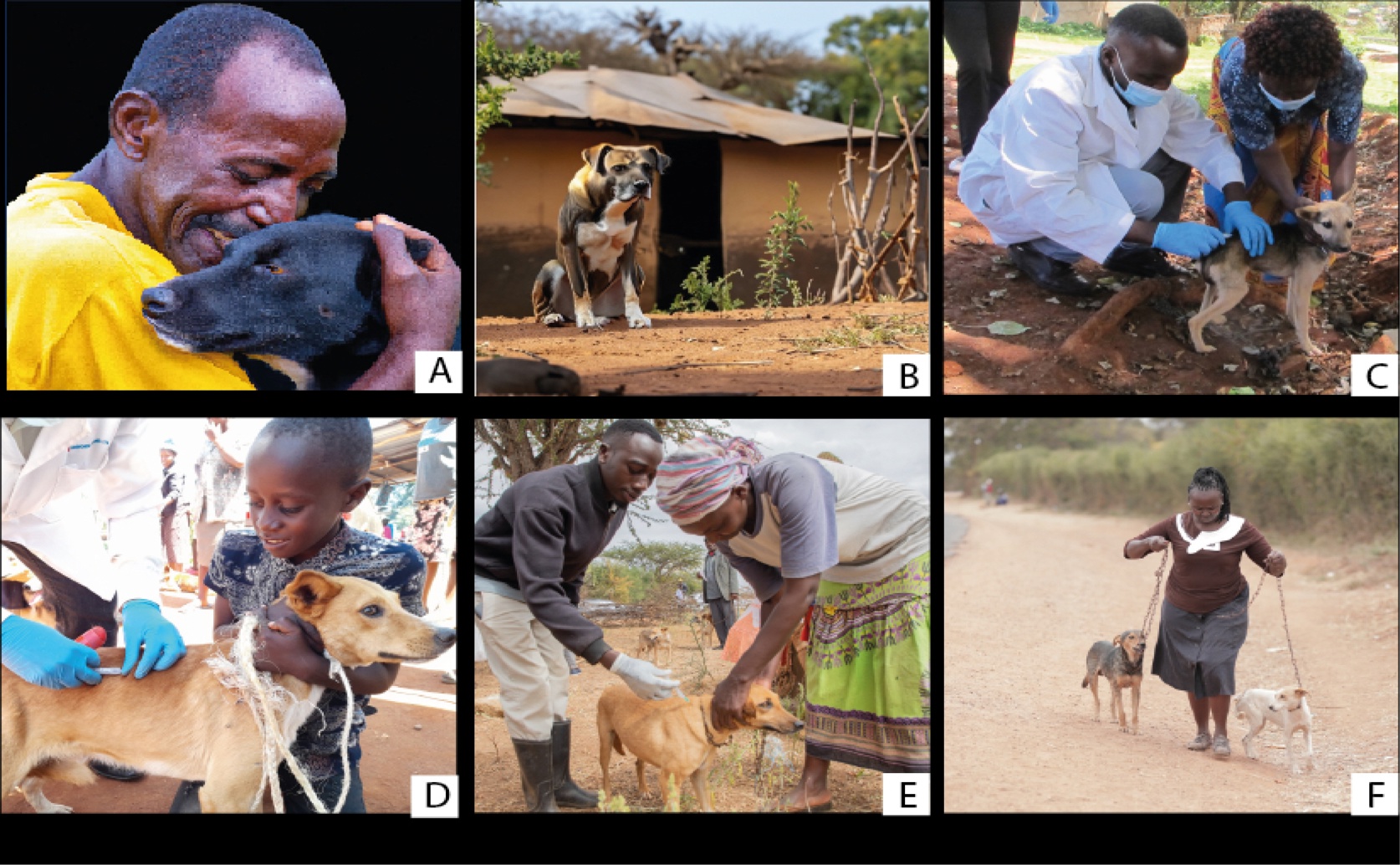 Ending Rabies In Dogs: A Shared Path To Lasting Health
