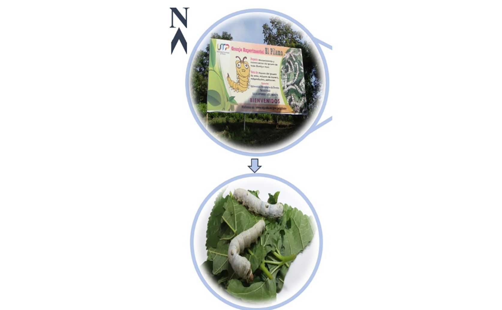 Understanding Genetic Diversity For Silk