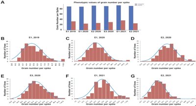 Unlocking the Secrets to More Wheat Grains through Genetics