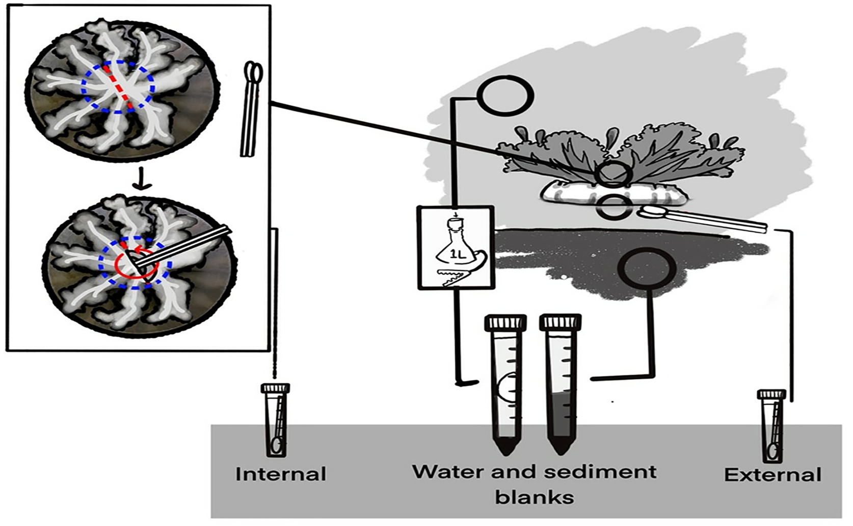 A Host's Sea Floor Germs and Unique Gut Bacteria