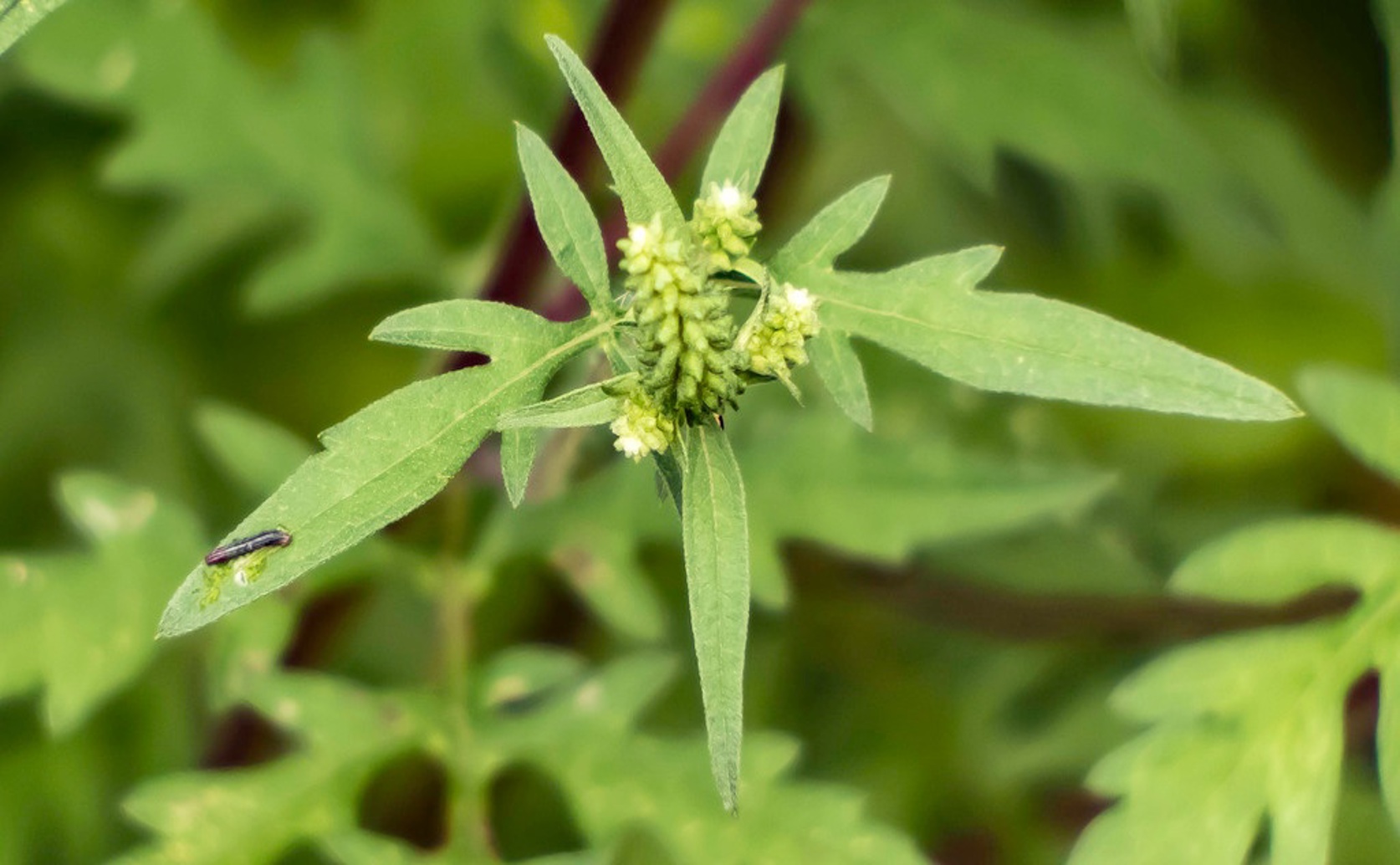 Plants' Defense Strategy: Start Cheap, Then Stronger
