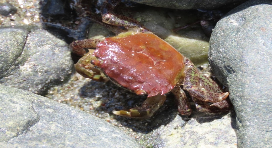 How Shore Crabs Handle Ship Noise