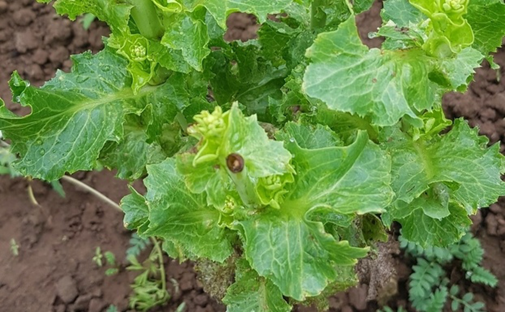 Algae Protein Boosts Lettuce Growth And Quality