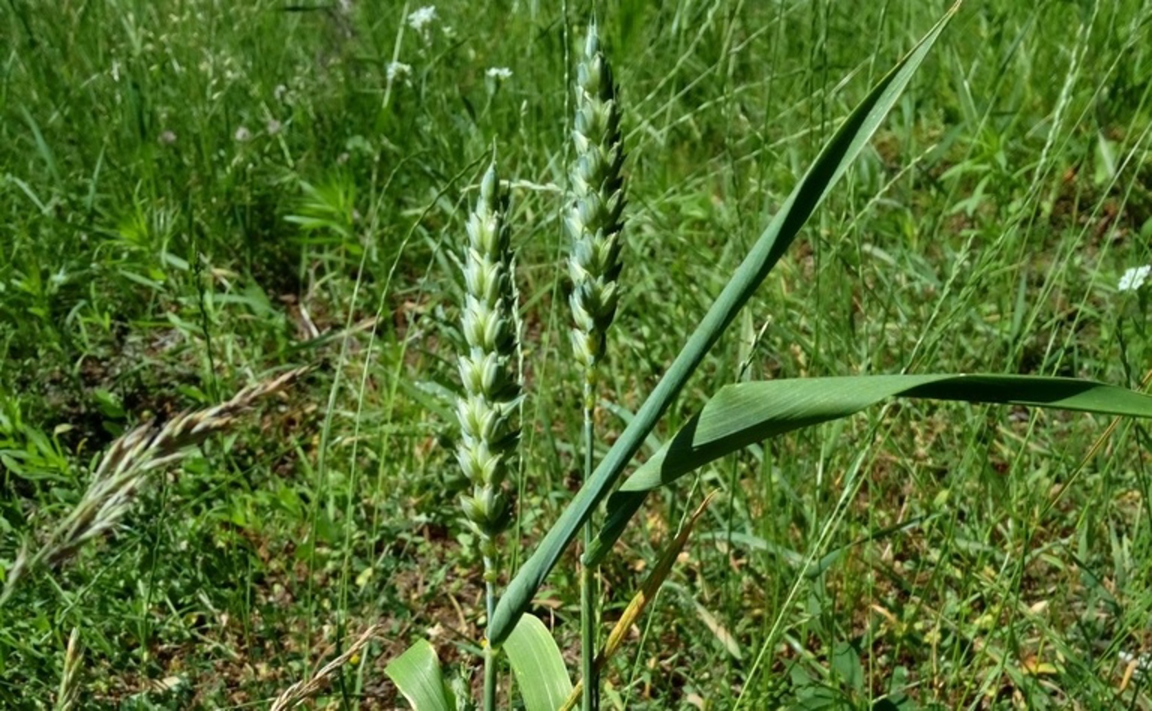 Unlocking Wheat Genes For Better Nutrition In Hot, Dry Times