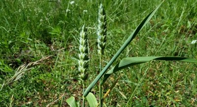 Unlocking Wheat Genes For Better Nutrition In Hot, Dry Times