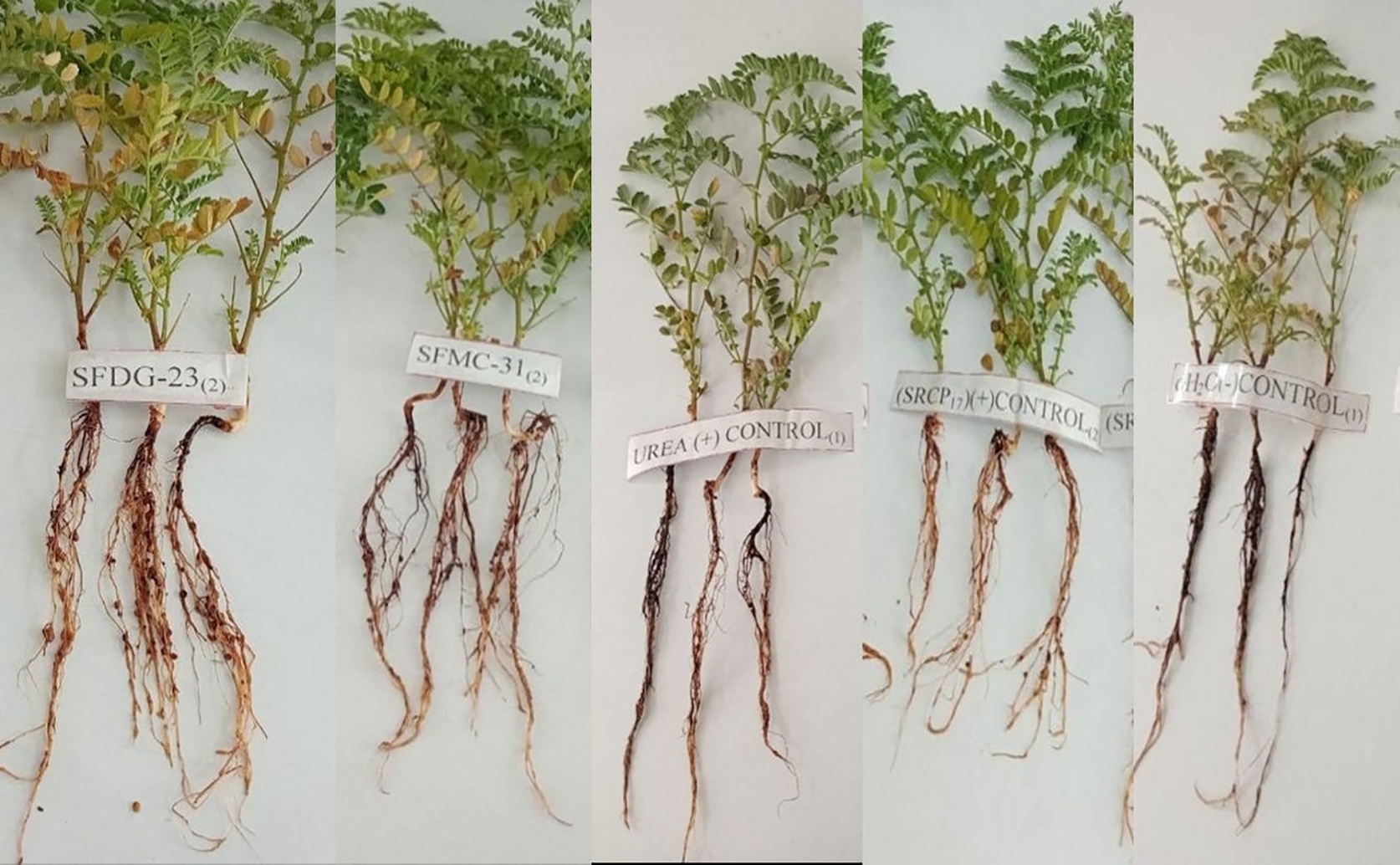 Uncovering Soil Bacteria That Boost Chickpea Growth