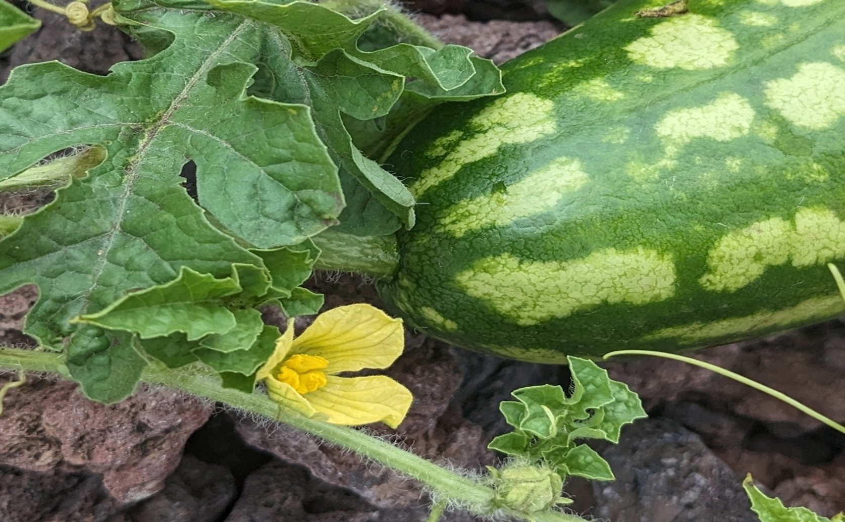 Unlocking Traits For Better Seed Watermelon