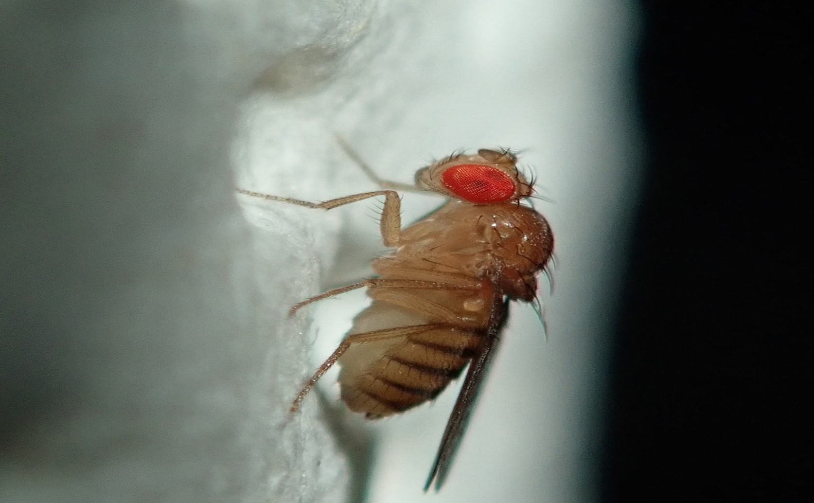 How Targeting Gene Defense Hubs Affects Jumping Gene Attacks