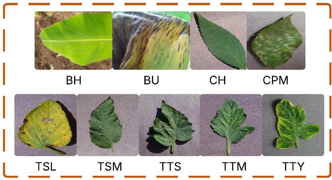 Spotting Plant Leaf Diseases With Explaining AI