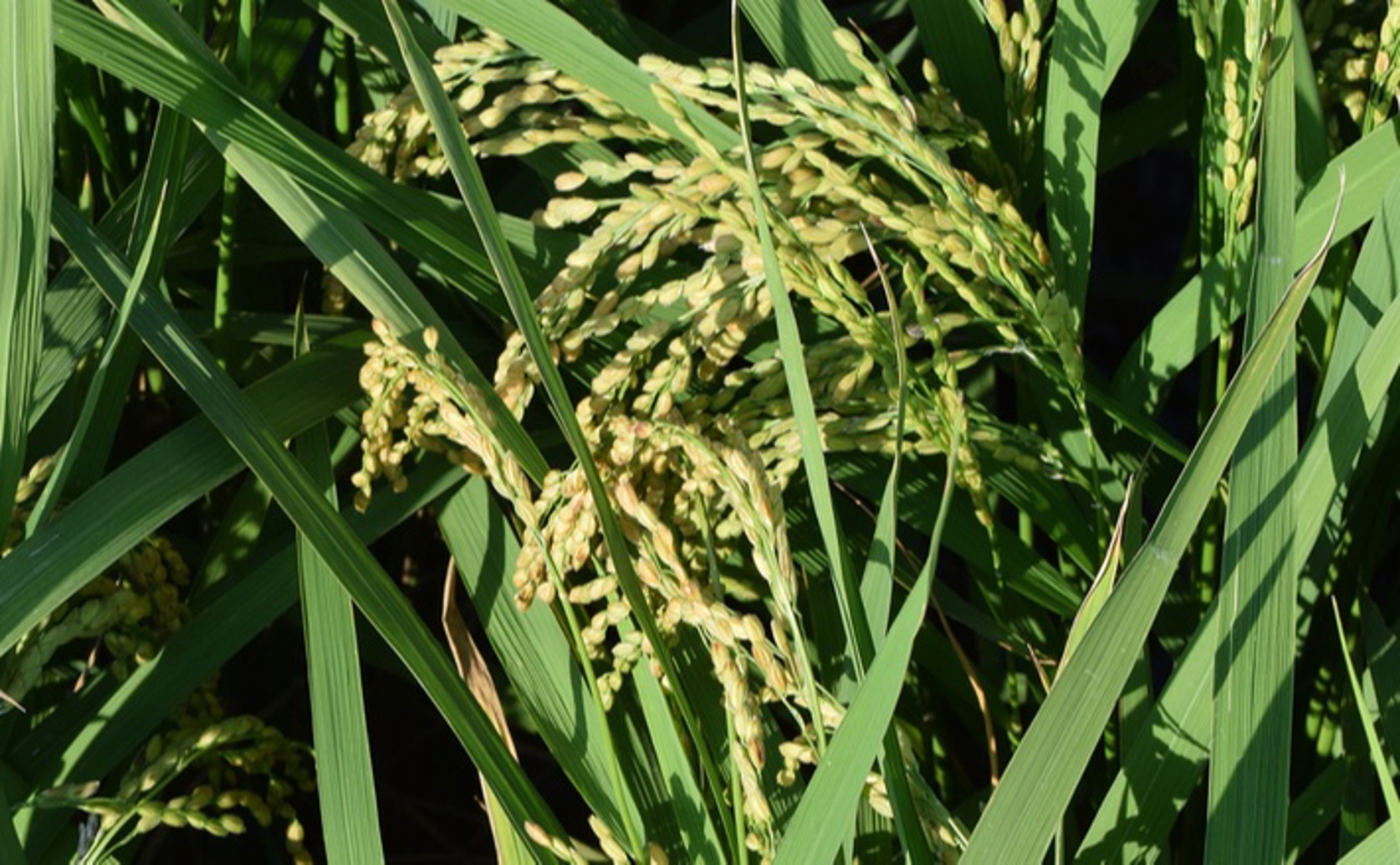 Unlocking The Best Qualities Of Fragrant Rice