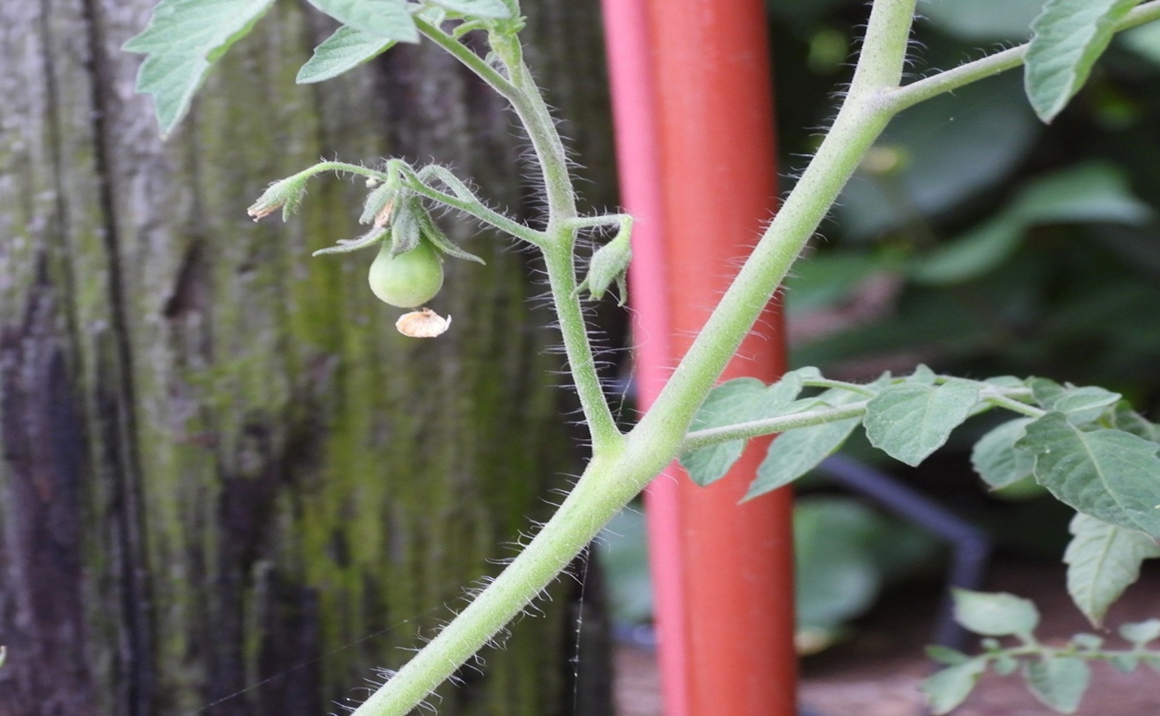 Watering And Feeding Tomatoes: Effects On Soil Health