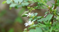 Balancing Water Flow and Survival in Desert Plants With Rocky Soil