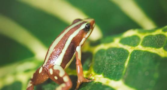 How Frogs Adapt to the Cold at High Altitudes
