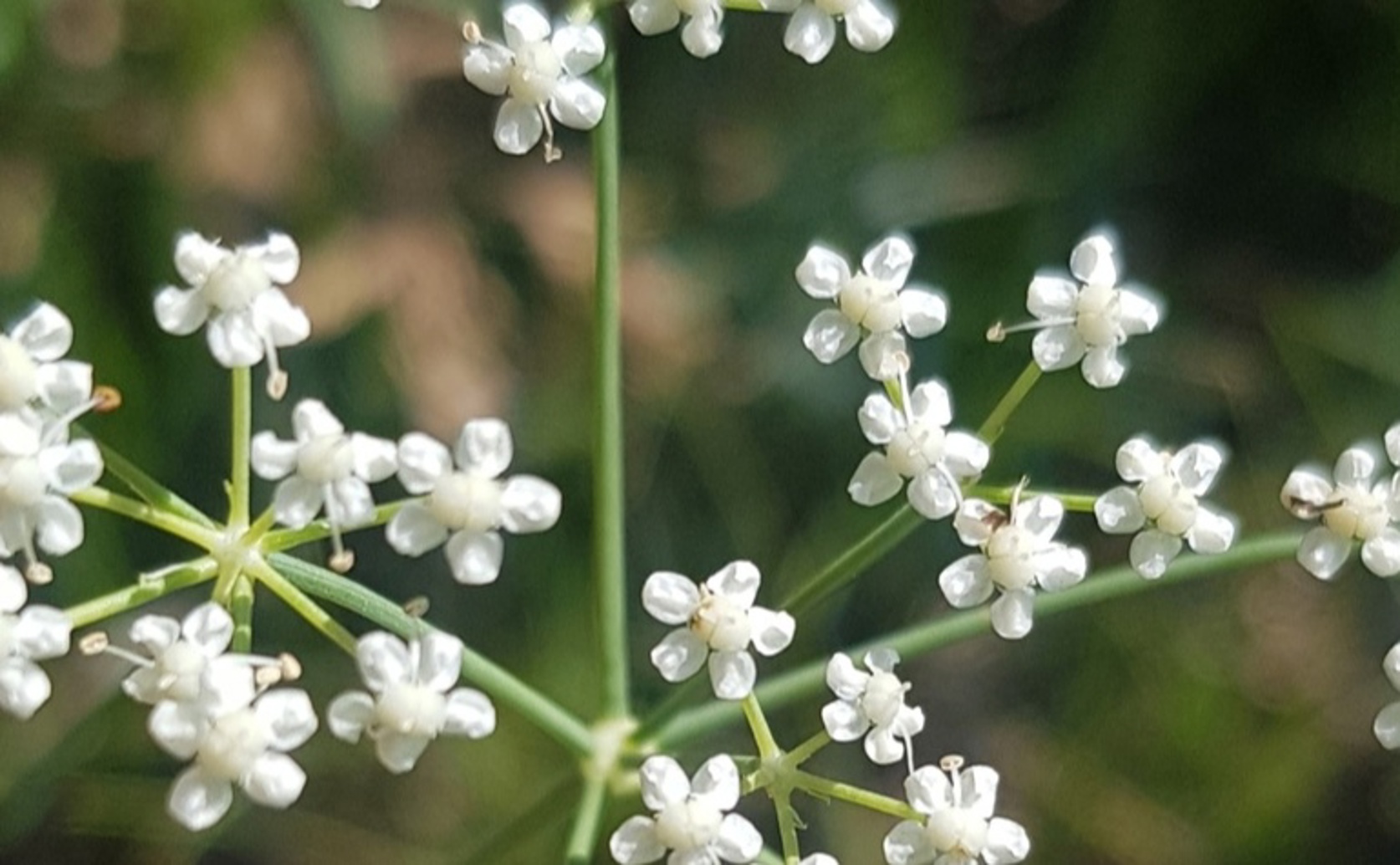 Siler Root's Anti-Aging Secrets Revealed