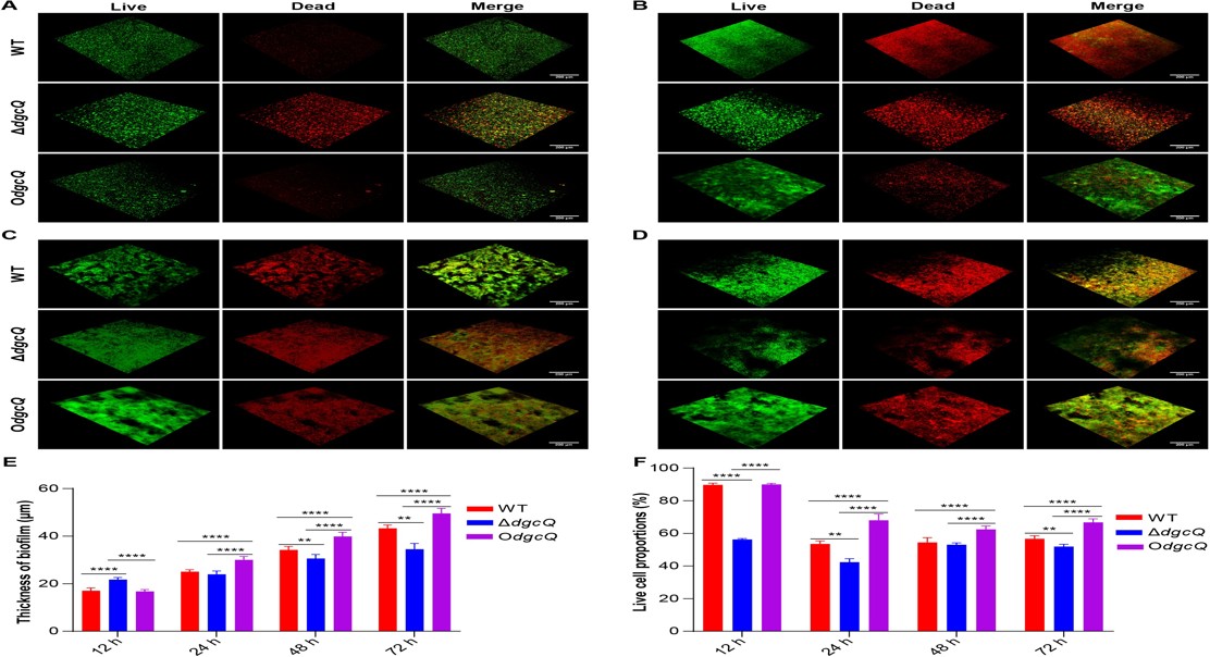 How Bacteria Stick To Medical Implants And Cause Infection