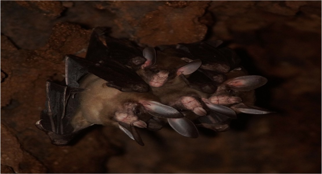 Cooperative Hunting and Social Life in the Vampire Bat