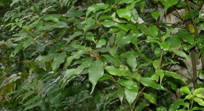 Oak Tree Adaptation and Vulnerability to Climate Change