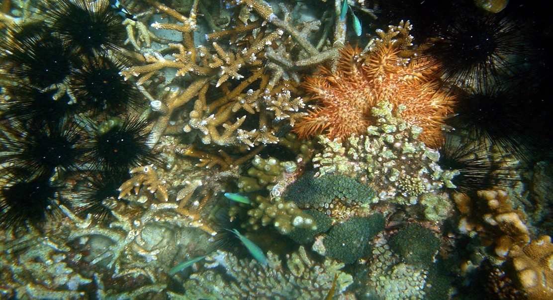 How Coral Reefs Grow: Changes in Young, Growing, and Mature Corals Over Time