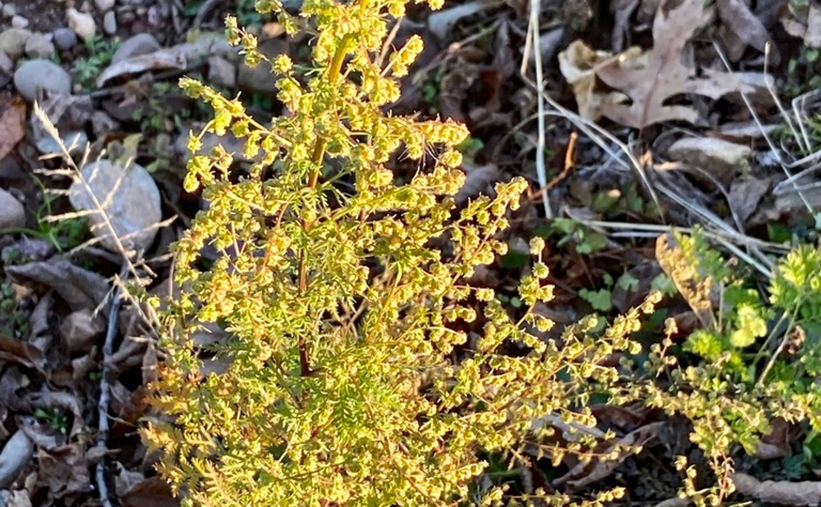 Sweet Wormwood Tea: What Makes It Effective Against Malaria?