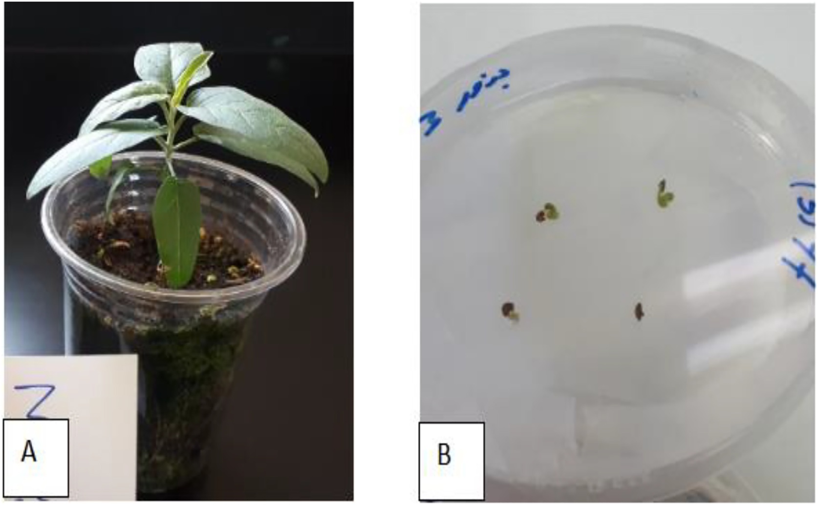 Silverleaf Nightshade Compounds Show Promise Against Cancer Through Gene Effects