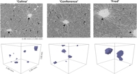 Deep Learning Tool Separates Plant Cells in 3D X-ray Images