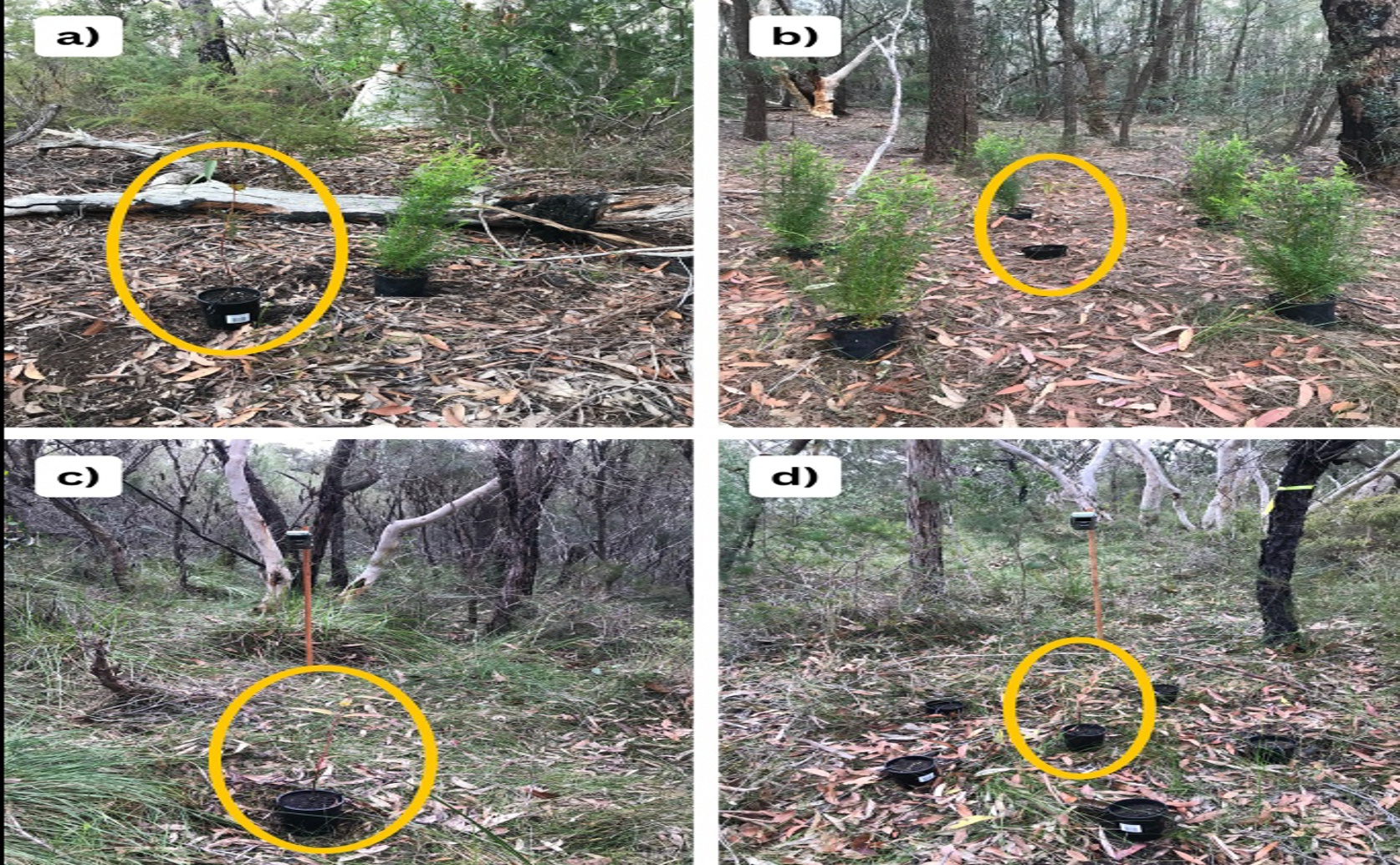 How Nearby Plants Affect a Plant’s Risk of Being Eaten by Herbivores
