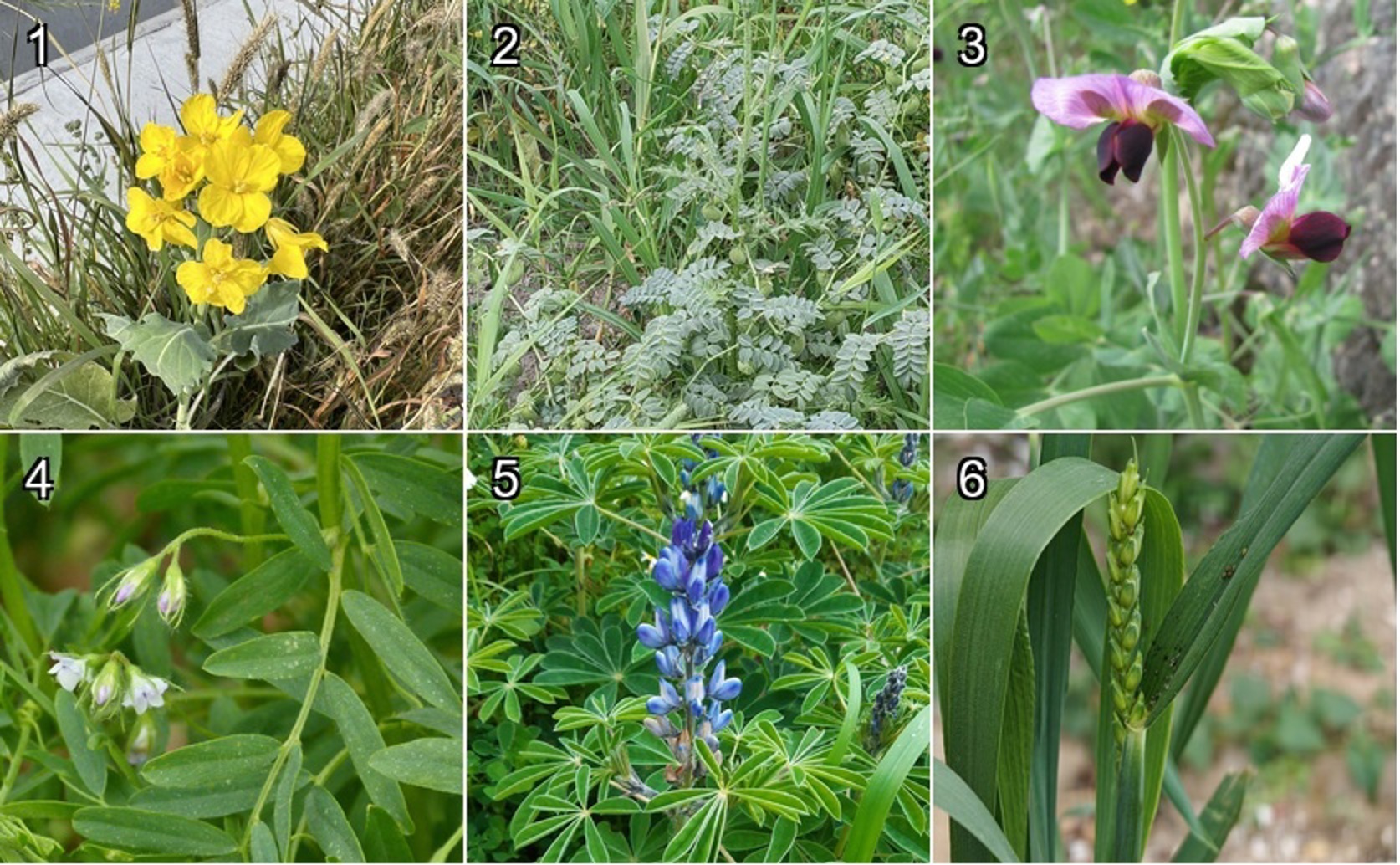 Herbicide Amounts and Grain Crop Damage Risk in Sandy Soil