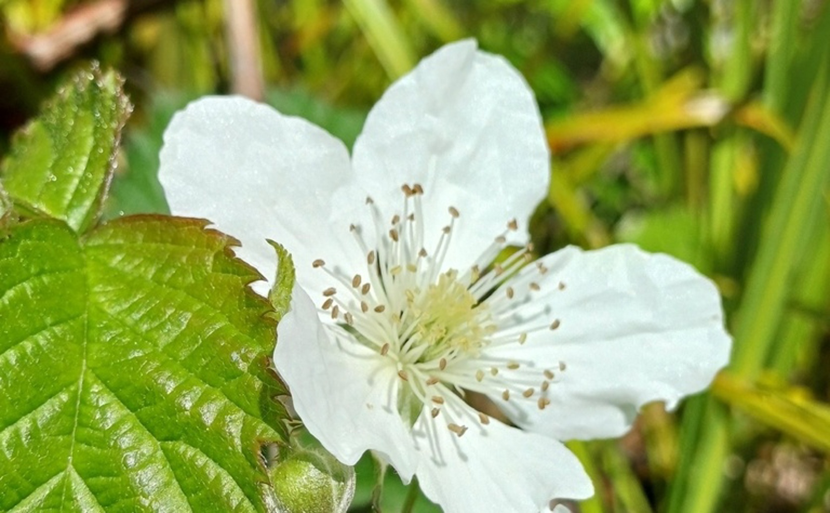 How Boysenberries Affect Energy Use After Eating: A Study