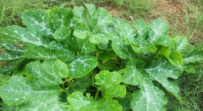 How Cadmium and Copper Affect Pumpkin Seed Growth and Health