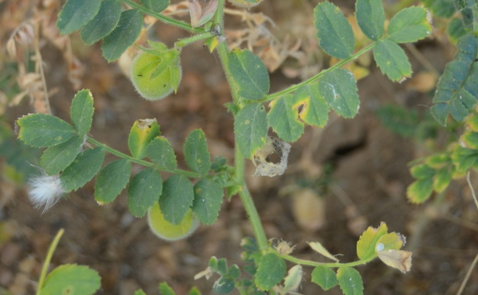 How Heat Affects the Nutrition in Chickpea Seeds