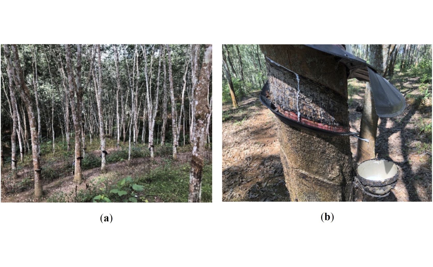 Using Airborne LiDAR to Measure Rubber Tree Characteristics and Carbon Storage