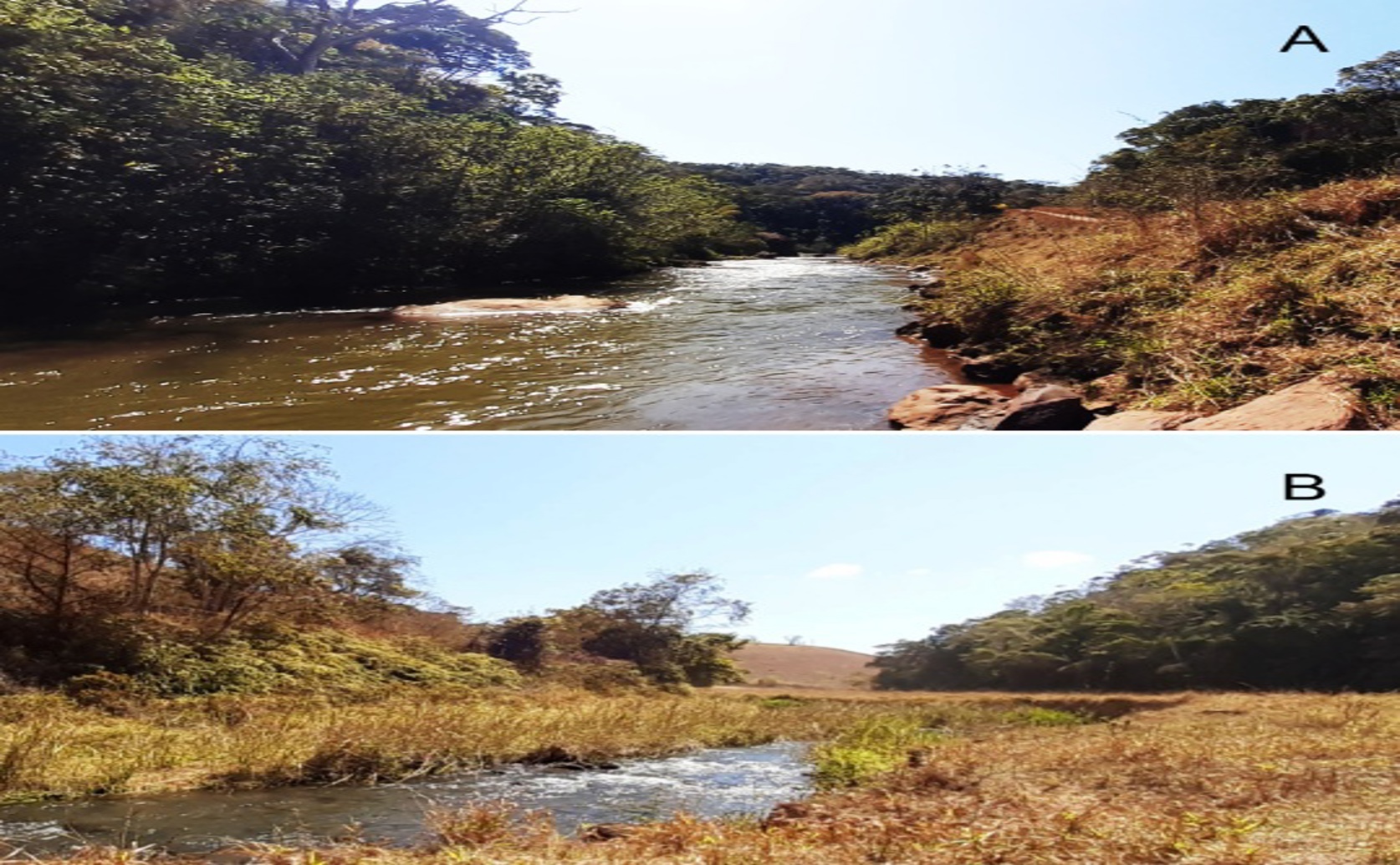 Plant Recovery Six Years After Dam Disaster: Effects on Species and Growth