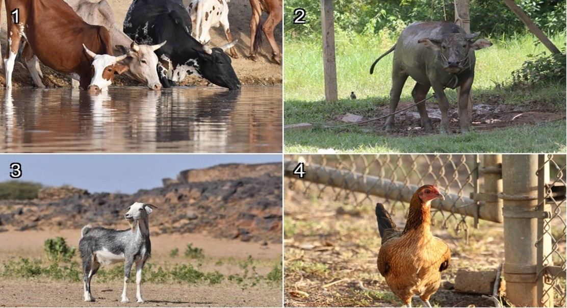 Funding Conservation: Using the BIOFIN Tool for Native Livestock Breeds