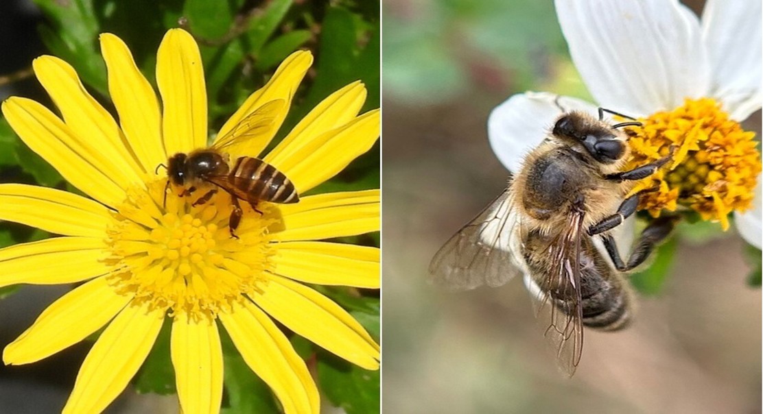Honeybee and Gilliamella Bacteria Boost Energy Production for Cold Tolerance