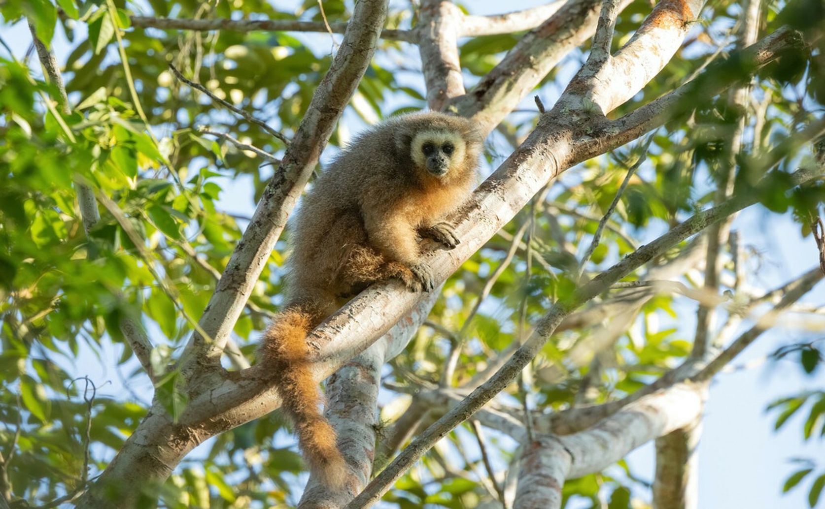 Survey of endangered woolly monkeys in city forests