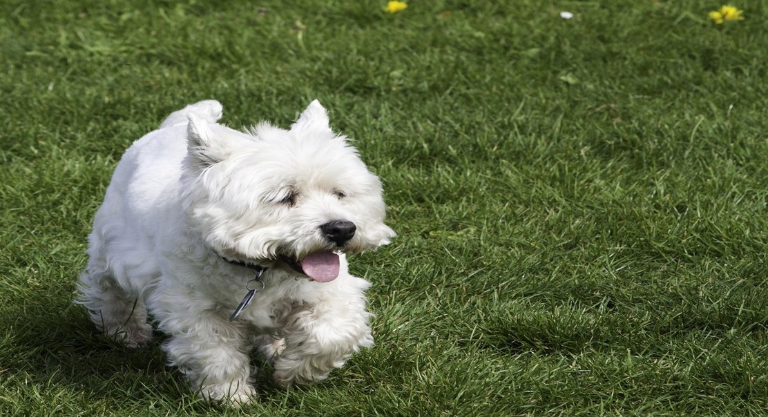 Gut Microbes Differ in Healthy and Allergic Dogs