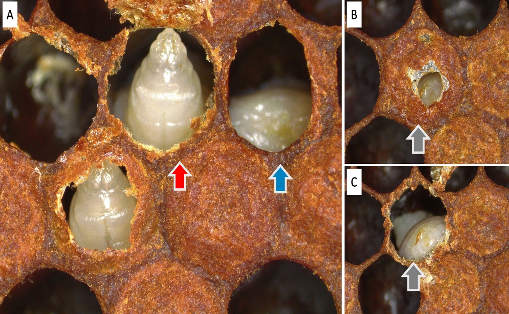 Honey Bees With Strong Hygiene Skills Resist Chalkbrood Disease
