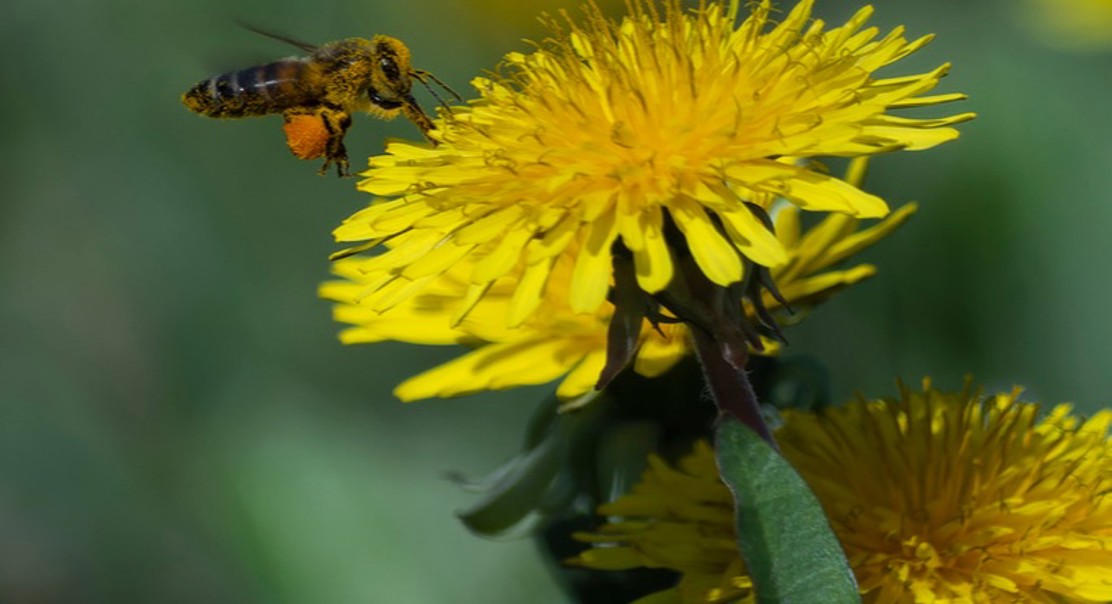 How Vitamins Impact Honey Bee Health Throughout the Year