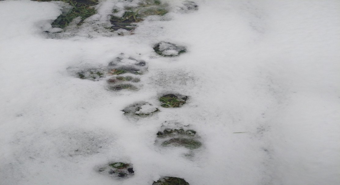 How Badgers Use Their Home Range: A Movement Study
