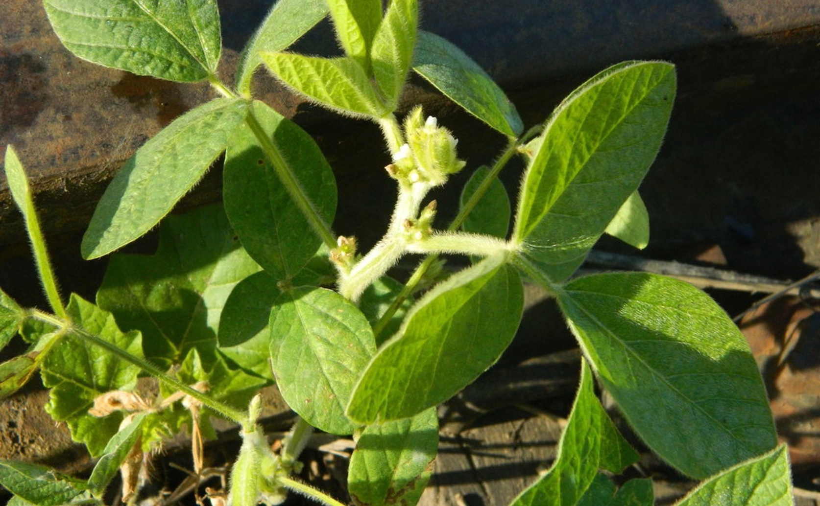 How Soybean Plants Manage Magnesium During Stressful Conditions