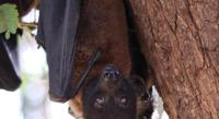 Evolution Link Between Bat Size and Sonar Abilities