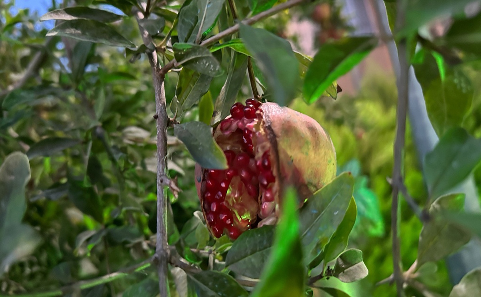 Reducing Salt Stress in Pomegranate Seedlings with Nanoparticle Spray
