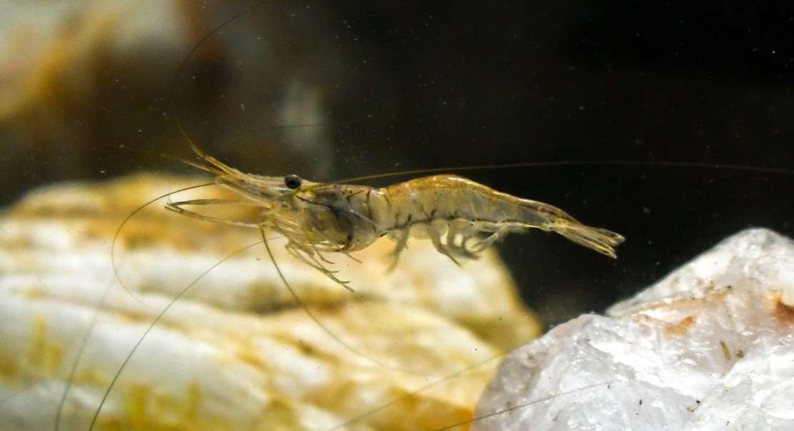 Shrimp Group’s Structure and DNA Variation Revealed