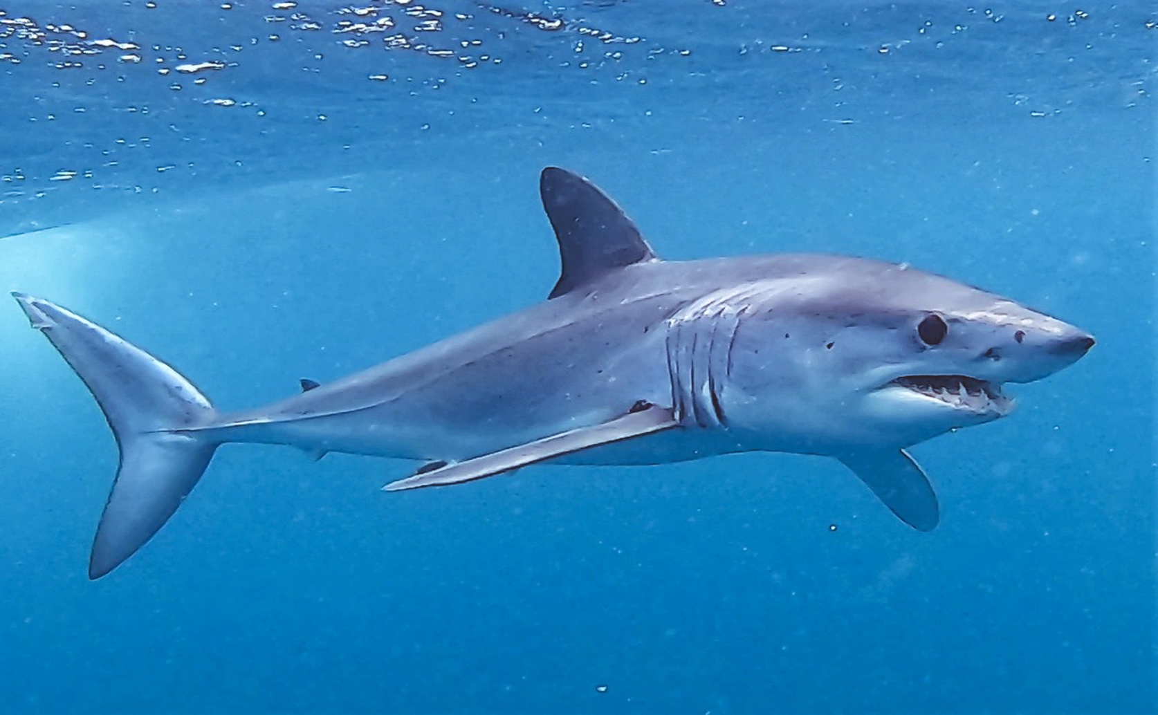 Shortfin Mako Shark Survival After Capture in Atlantic Fisheries