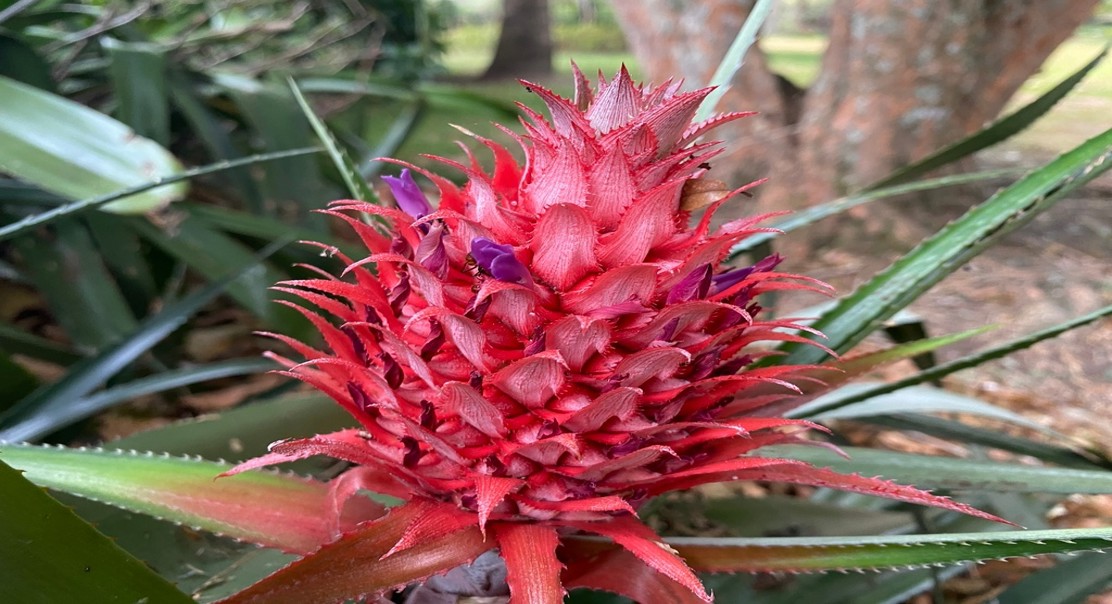 Evaluating Pineapple Quality Using a Ranking System
